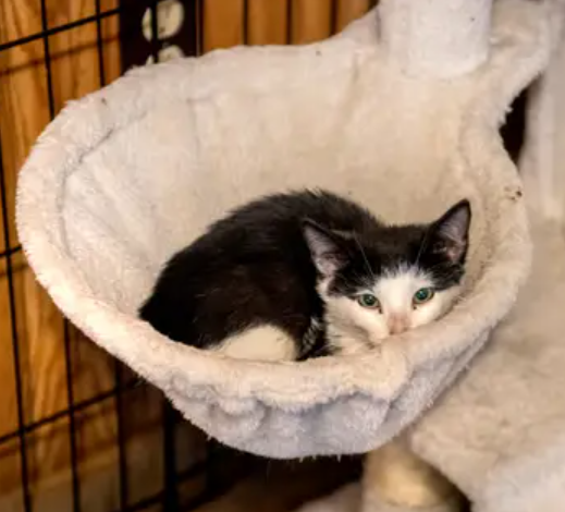 Cats of WC - Mona the cat