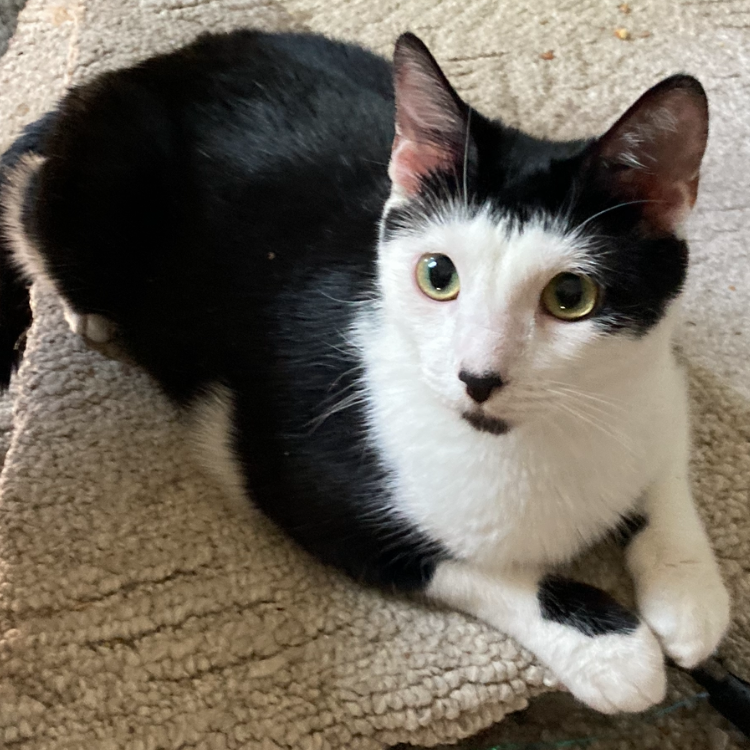 Cats of WC - Mona the rescue cat